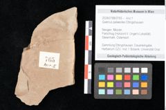 Foto (Objekt + Etikett) von Quercus palaeoilex Ettingshausen (NHMW-GEO-2024-0188-0765)